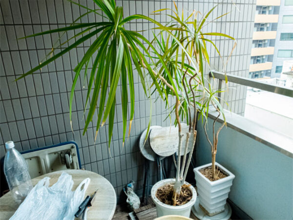 観葉植物の土を入れ替え 株式会社 インタースタイル 観葉植物の土を入れ替え 株式会社 インタースタイル